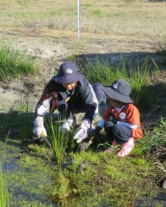 Campbell Primary School Seedling Planting