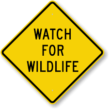 watch for wildlife