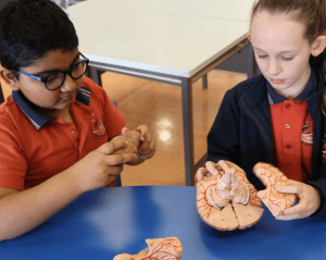 Campbell Primary Students Looking at Brain
